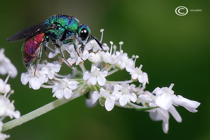 chrysis  ignita ??? Chrysis marginata & Pseudomalus auratus